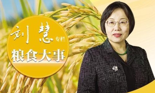 苦荬菜的食用方法-苦荬菜的禁忌网 | 苦荬菜尽量少吃的原因,苦唛菜